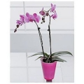 Phelonopsis Orkide
