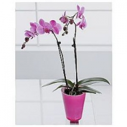 Phelonopsis Orkide