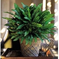 Aglaonema