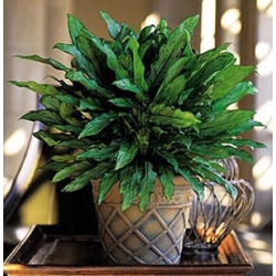Aglaonema