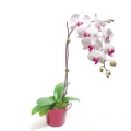 Phalonopsiz orkide